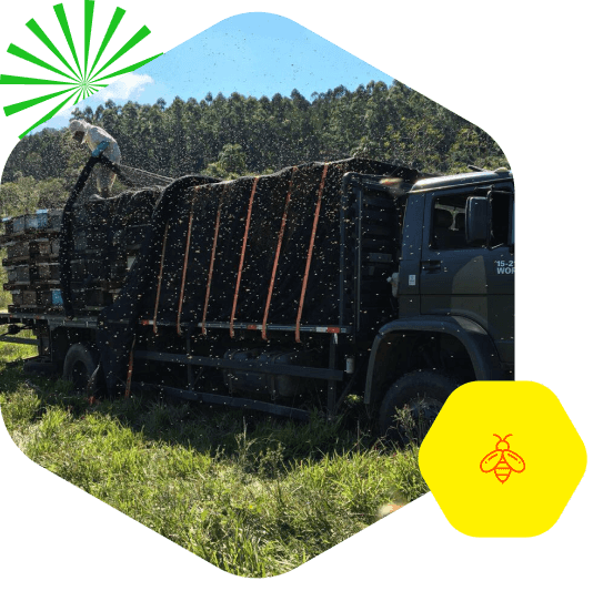 Apicultura migratória